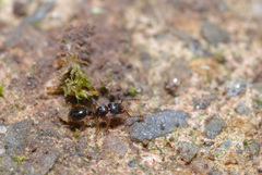 Myrmecina graminicola