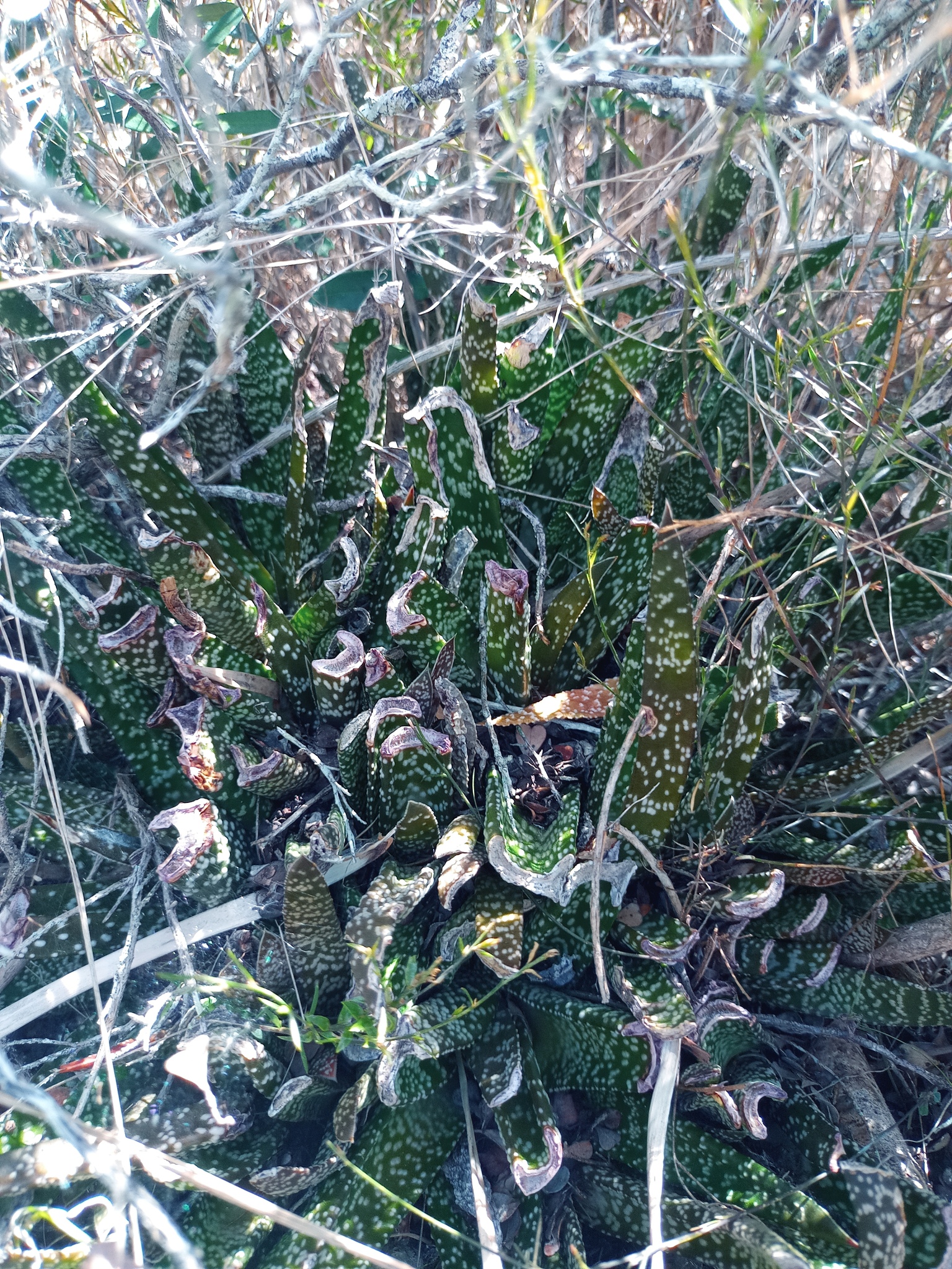 Imagem de Gasteria