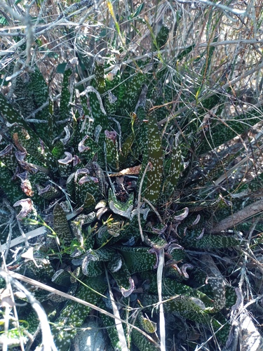 Foto de Gasteria