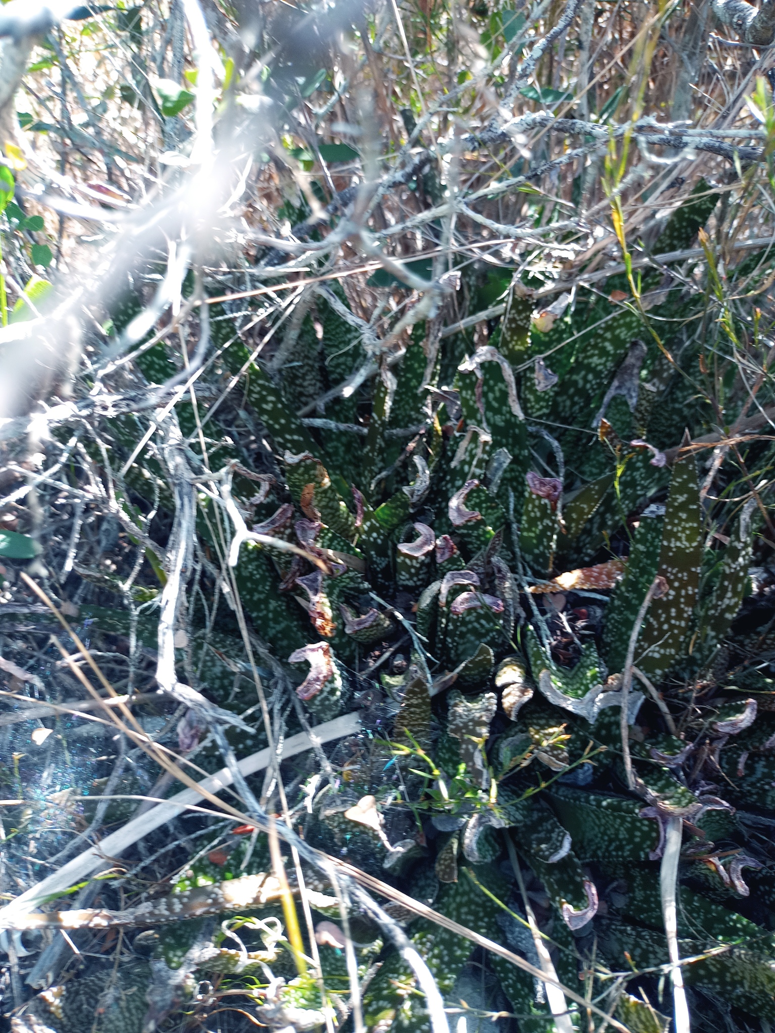Imagem de Gasteria