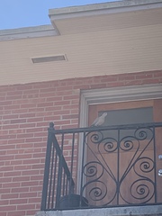 Streptopelia decaocto