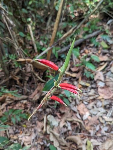 Image of Heliconia metallica by (c) Kalvin Chan, some rights reserved (CC BY)