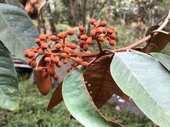 Vismia guianensis