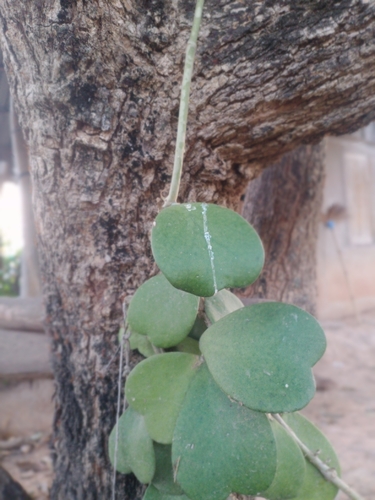 Foto de Planta-coração