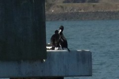 Leucocarbo chalconotus