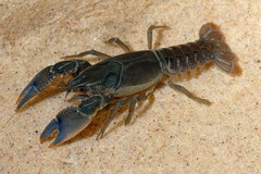 Procambarus gracilis