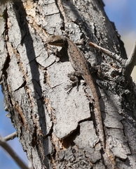 Urosaurus graciosus