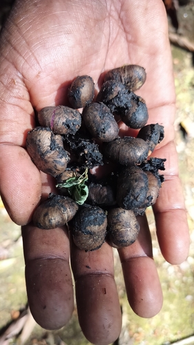 Nothopegia beddomei observed 2024-02-15