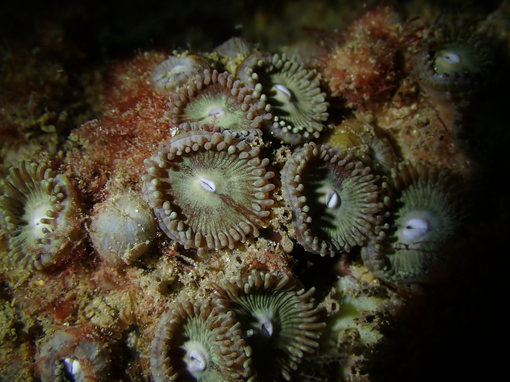 Vietnamese Zoanthids from Western Australia, Australia on September 11