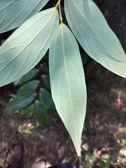 Thottea siliquosa, photograph (c) Srinivasan Kasinathan, some rights reserved (CC BY)