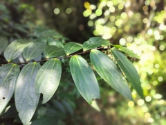 Thottea siliquosa, photograph (c) Srinivasan Kasinathan, some rights reserved (CC BY)