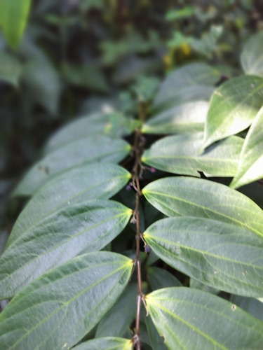 Thottea siliquosa, photograph 3