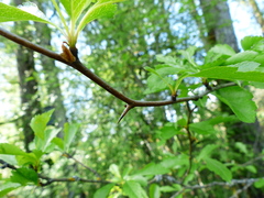 Crataegus gaylussacia