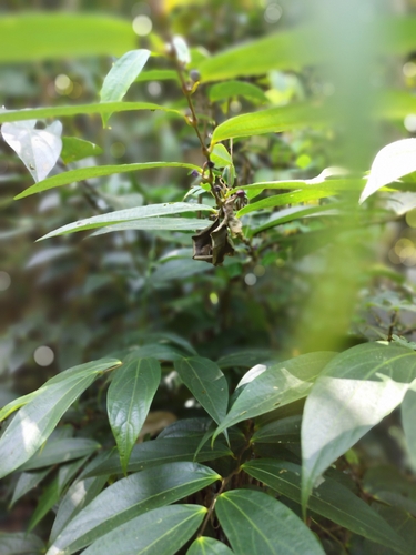 Thottea siliquosa, photograph 4