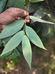 Thottea siliquosa, photograph (c) Srinivasan Kasinathan, some rights reserved (CC BY)