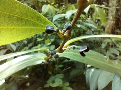 Thottea siliquosa, photograph (c) Srinivasan Kasinathan, some rights reserved (CC BY)
