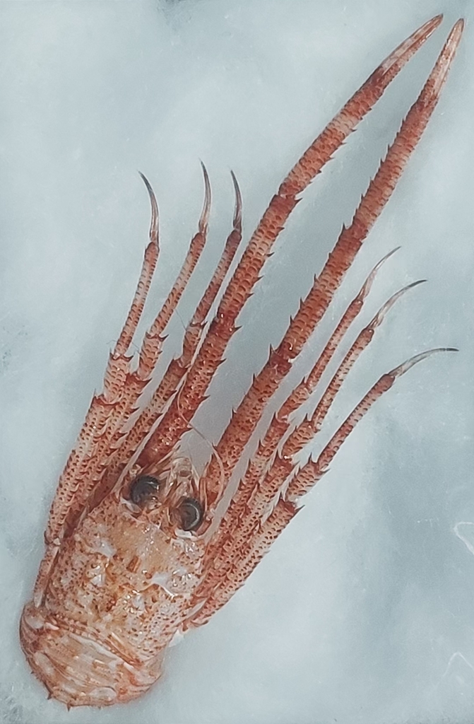 Paramunida