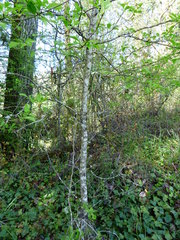 Crataegus gaylussacia