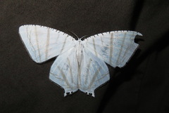 Urapteroides astheniata