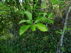 Crataegus gaylussacia