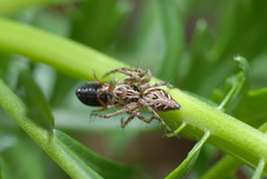 Oxyopes heterophthalmus
