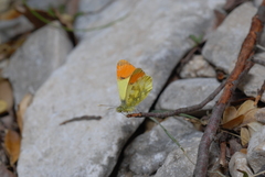 Anthocharis euphenoides