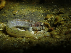 Germain's Blenny photo 3
