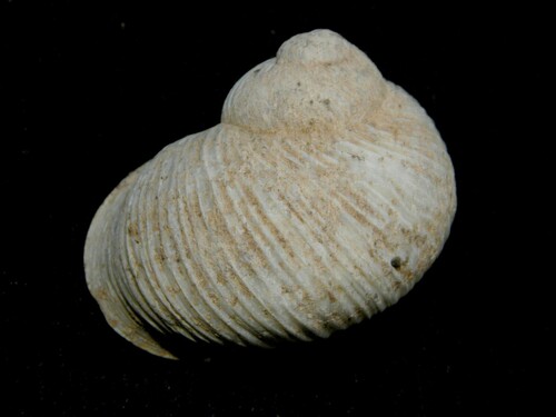 Idiomela subplicata