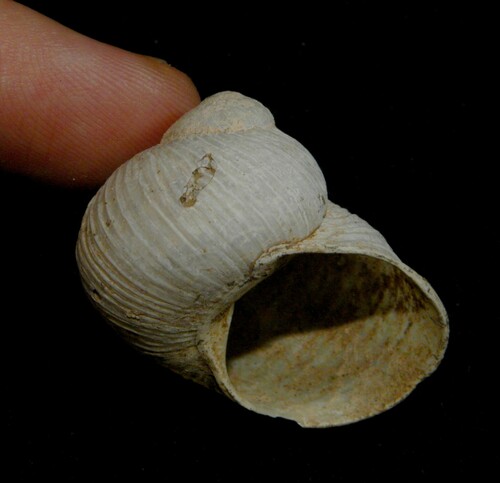 Idiomela subplicata