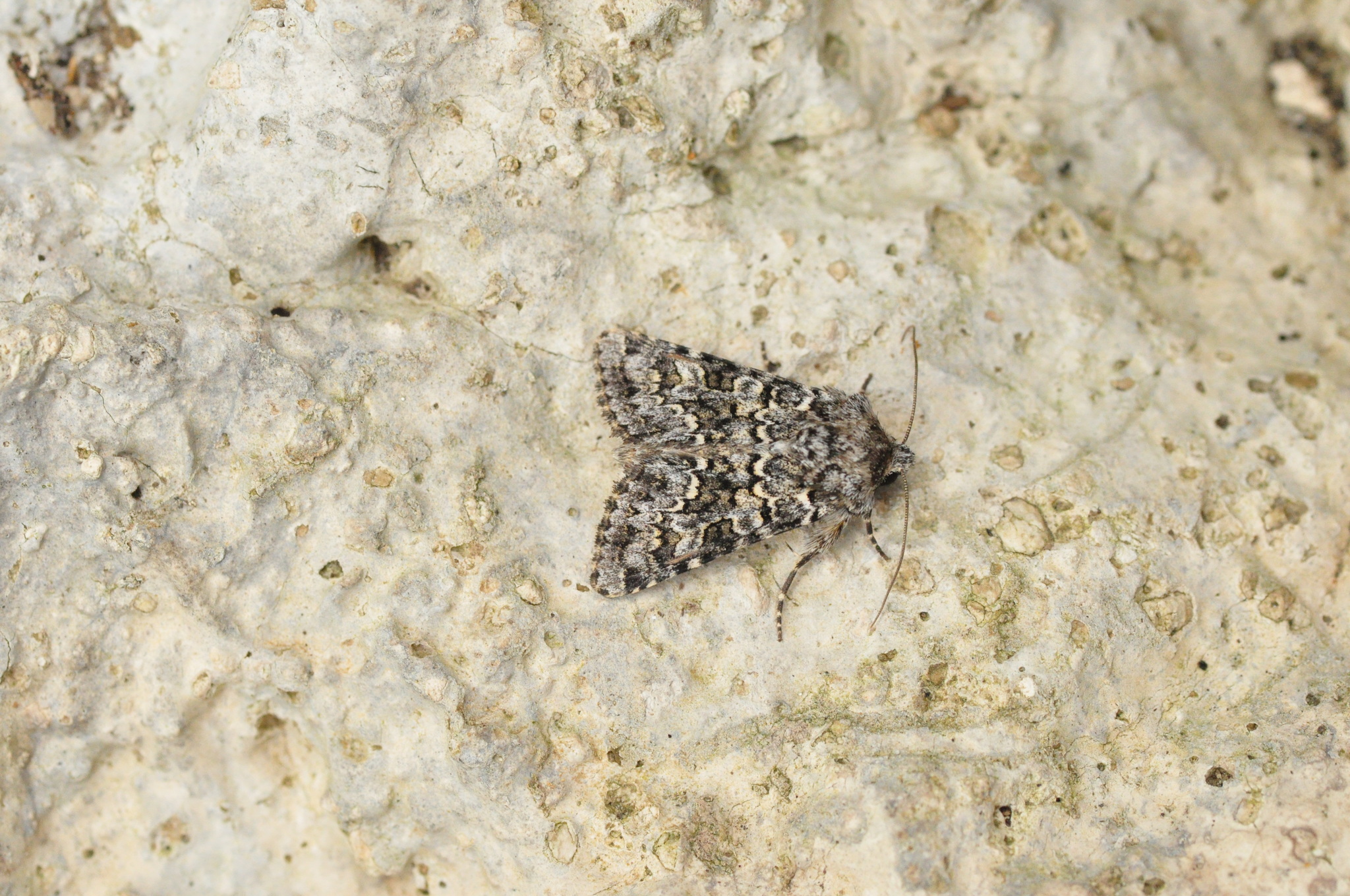Hecatera maderae