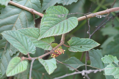 Cissus discolor, photograph 5