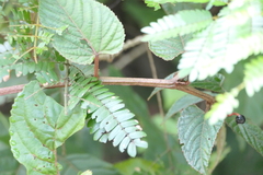 Cissus discolor, photograph (c) Dinesh Valke, some rights reserved (CC BY-SA)