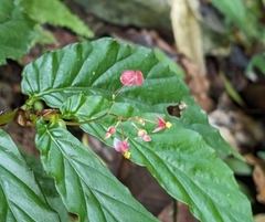 Begonia tonduzii image