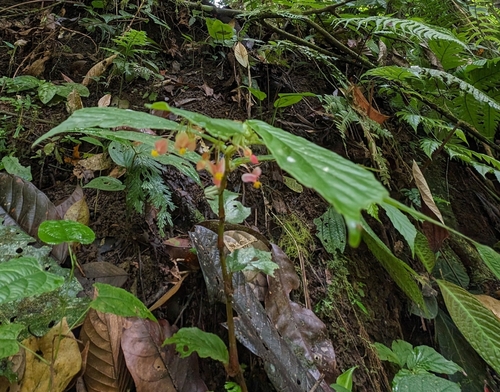 Begonia tonduzii, photograph 1