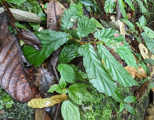 Begonia tonduzii, photograph 2