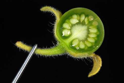 Solanum sarrachoides iNat (1)