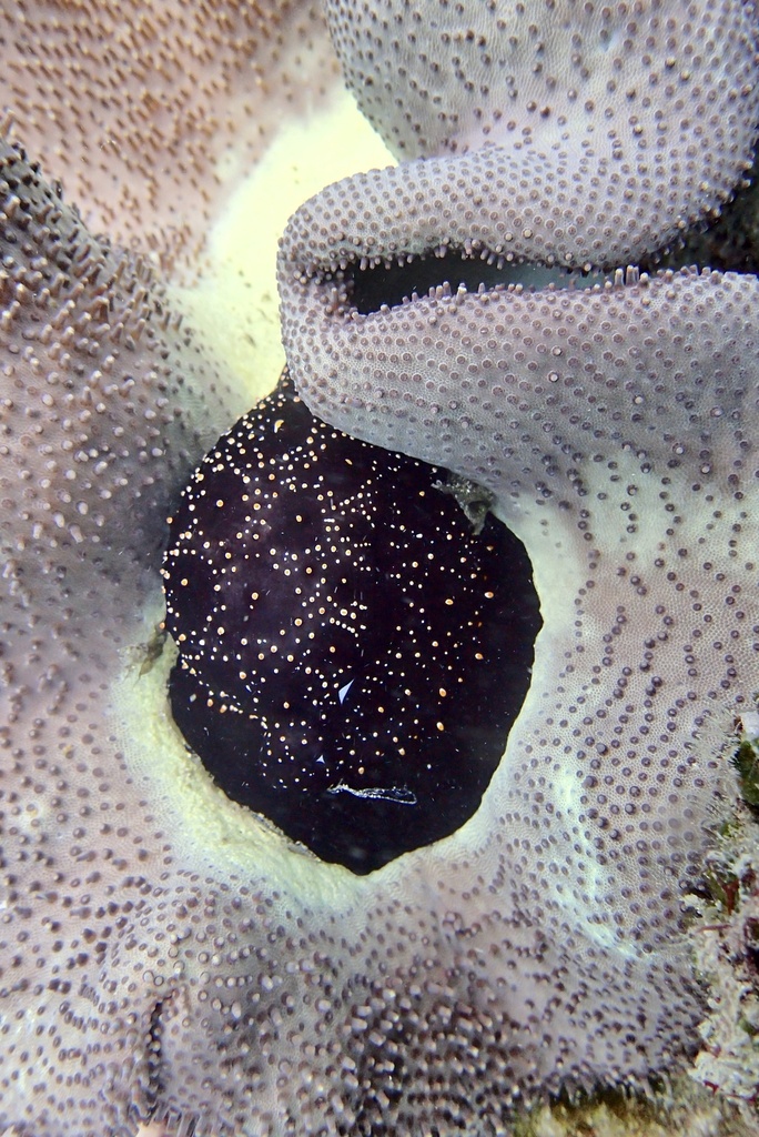 Common Egg Cowry from Ukunda, Kwale, KE on February 15, 2024 at 04:11 ...