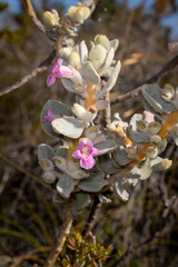 Oldfield's quoya (Quoya oldfieldii)