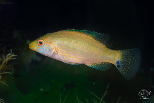 Grey Wrasse, photo 3 of 8
