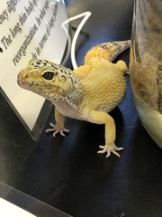 Eublepharis macularius