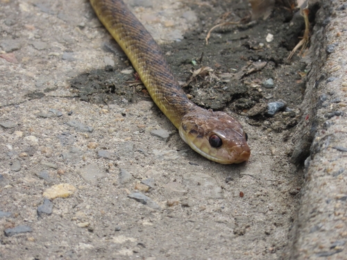 Brown Tree Snake sighting
