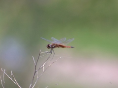 Tramea darwini