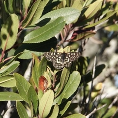 Euphydryas chalcedona chalcedona
