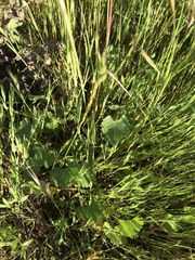 Sidalcea sparsifolia