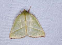 Hylophilodes tsukusensis