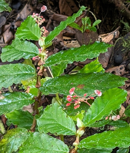 Begonia tonduzii, photograph 3