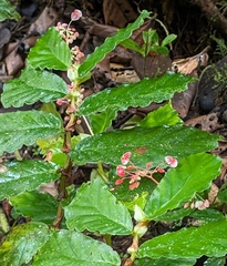 Begonia tonduzii image
