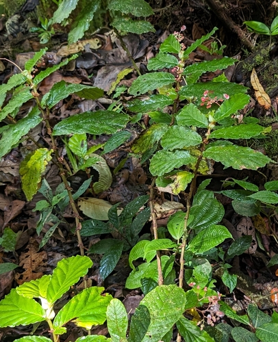 Begonia tonduzii, photograph 4