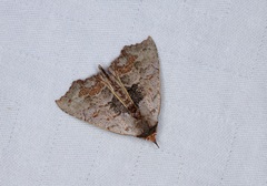 Hyperlopha compactilis