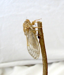 Clidophleps beameri